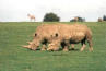 Whipsnade Zoo